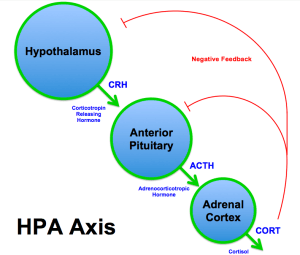 HPA_Axis